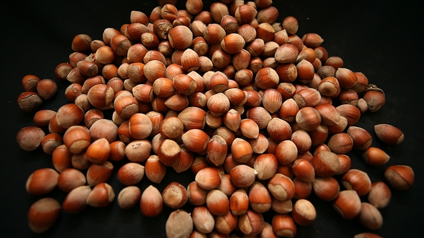 Türk Fındığı 2025'te 122 Ülkeye İhraç Edilecek