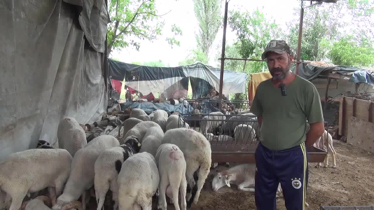 Aydınlı üretici: "Geçen sene 30 koyun satmıştık, şu an 8 koyun sattık. Sonu nereye varacak bilmiyoruz"