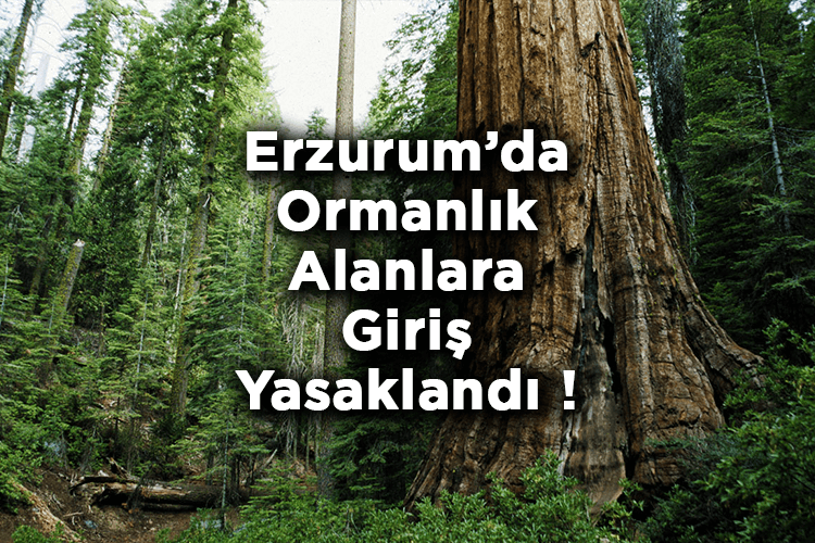 Erzurum'da Ormanlara Giriş Yasaklandı! Valilikten Yangın Riskine Karşı Yeni Tedbirler