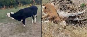 Kars’ta Şap Krizi: Hayvancılık, Turizm ve Ekonomi Durma Noktasında