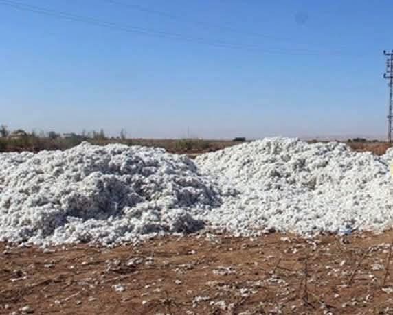 Şanlıurfa Akçakale’de Pamuk Hasadı Faciası: Tarlada Uyuyan Vatandaş Tonlarca Pamuğun Altında Kalarak Hayatını Kaybetti!