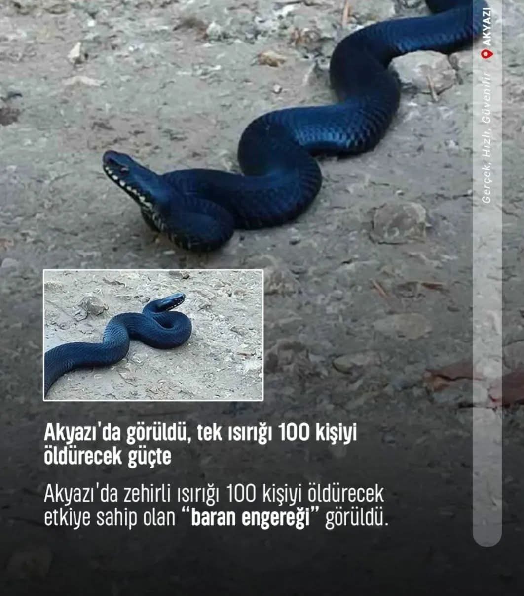 Türkiye’nin En Zehirli Yılanlarından ‘Baran Engereği’ Bedilkazancı’da Görüntülendi!