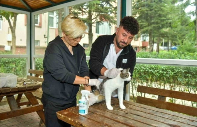 Esenyurt'ta Sokak Kedilerine Parazit Uygulaması: Hem Hayvan Sağlığına Hem Toplum Sağlığına Katkı!