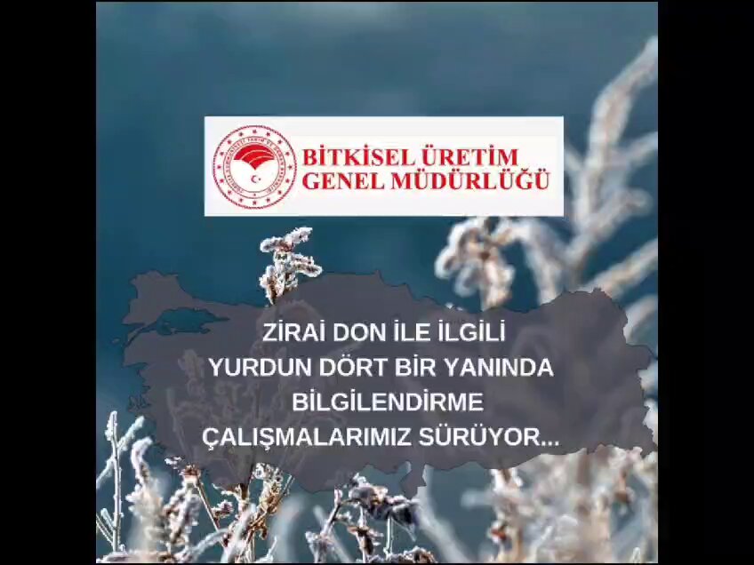 Zirai Don Olayı Sonrası Bakan Yumaklı, Üreticilerle Birlikte Çözüm Arayışında