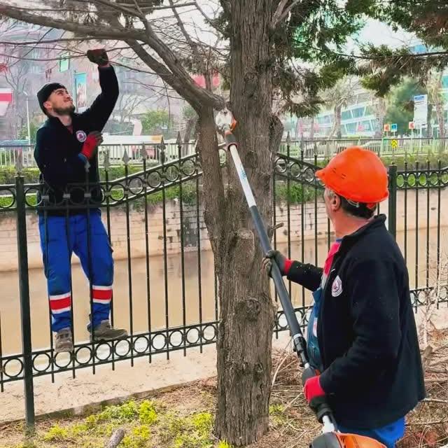 Kağıthane'de Mevsimsel Ağaç Bakımı ile Yeşil Alanlar Koruma Altında